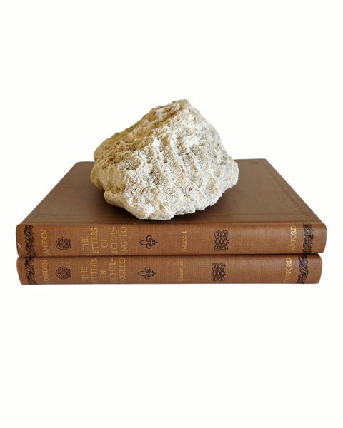 Nice Sized Brain Coral Speciman