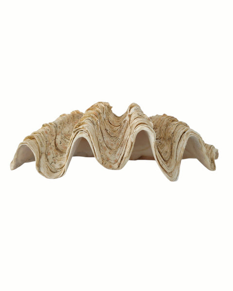 Beautiful Clam Shell