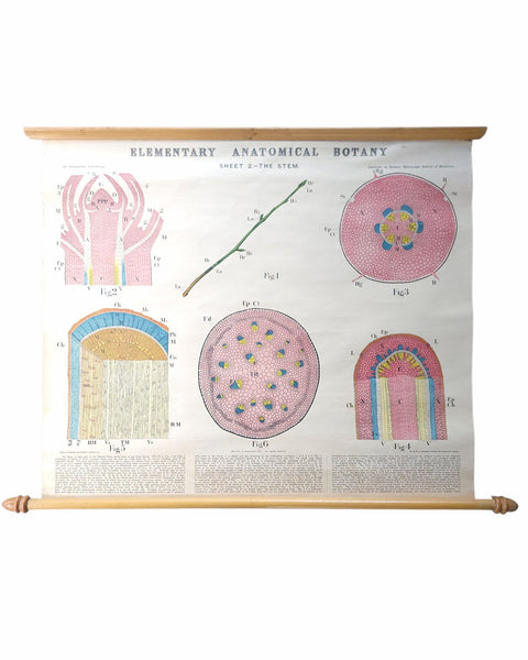 Antique Roll Up Botanical Chart