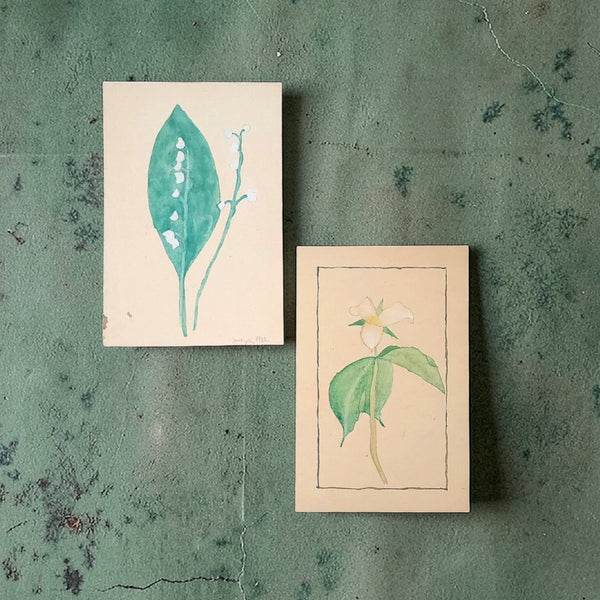 Botanical Watercolours Lily Of The Valley & A Trillium