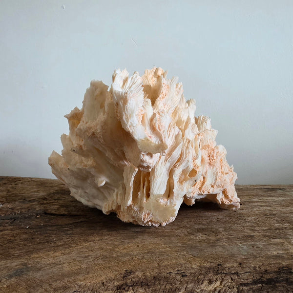 Pink Coral Speciman