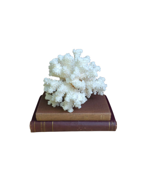 Beautiful Branch Coral