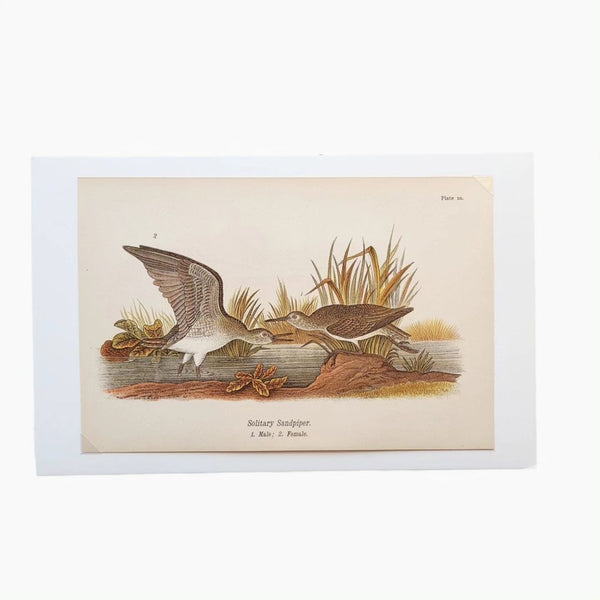 Antique Bird Prints