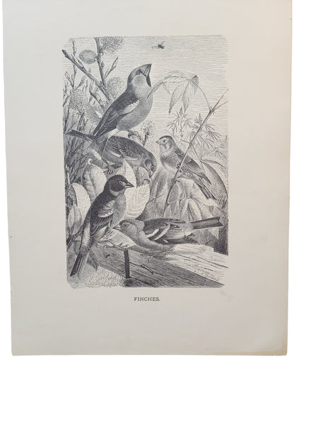 Graphic Black & White Antique Bird Prints