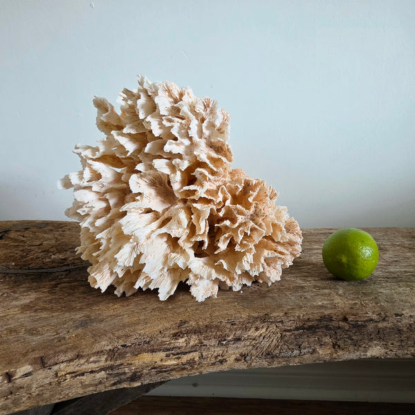 Pink Coral Speciman