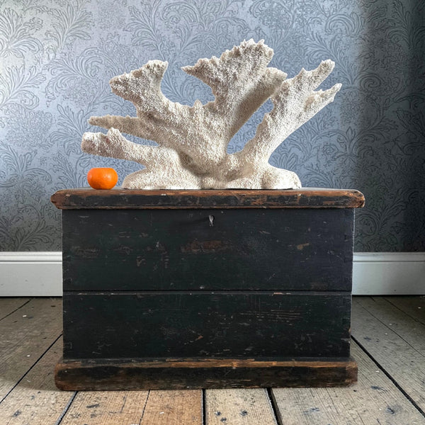 Exceptional Large Old Coral Speciman