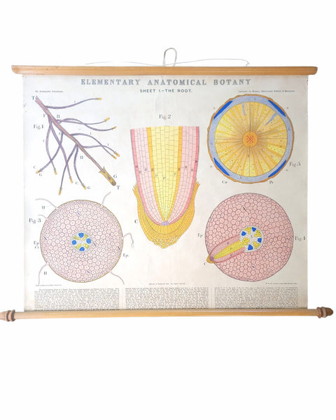 Antique Roll Up Botanical Chart