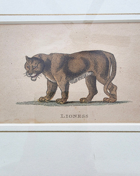 Antique Etching Of A Lion & Lioness
