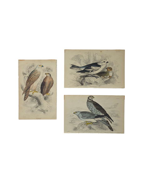 Antique Bird Prints