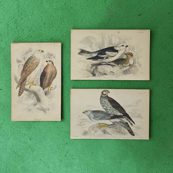 Antique Bird Prints