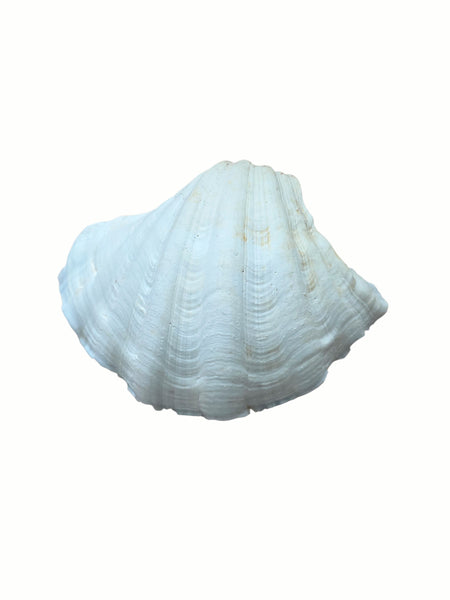 Clam Shell
