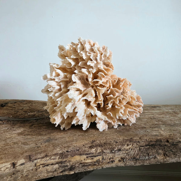 Pink Coral Speciman