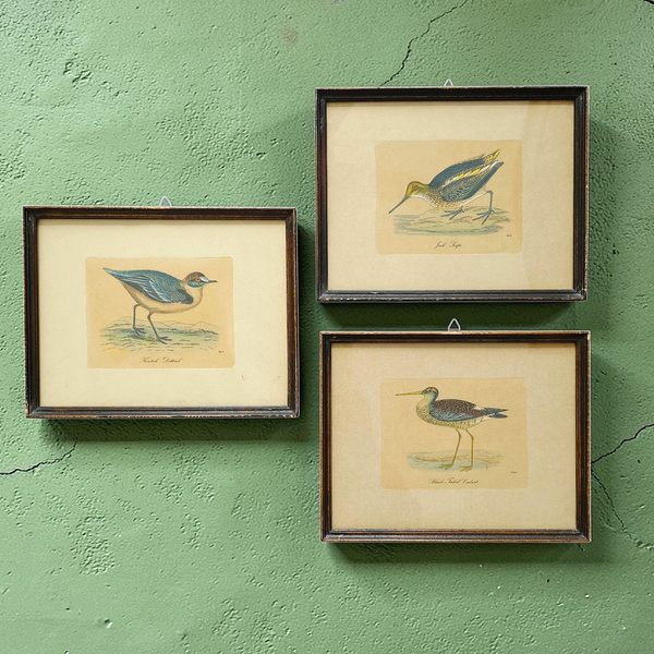 Antique Framed Trio Of Bird Prints
