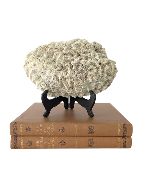 Nice Sized Brain Coral Speciman