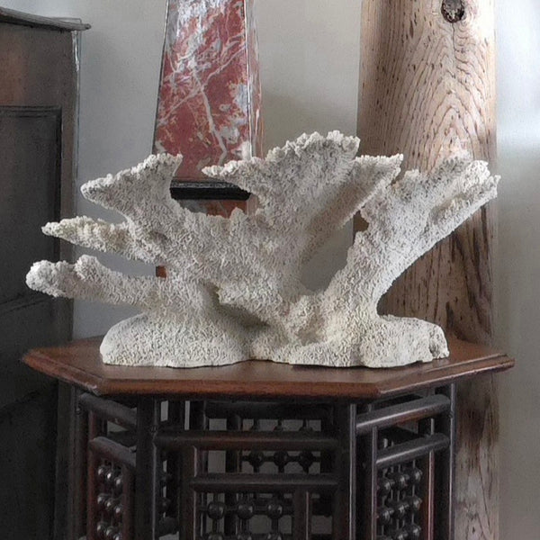 Exceptional Large Old Coral Speciman