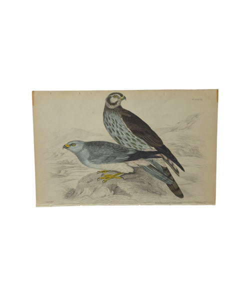 Antique Bird Prints