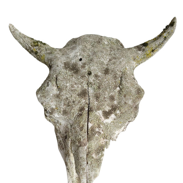 Antique Bovine Artifact Skull