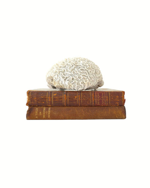 Small Speciman Of Brain Coral