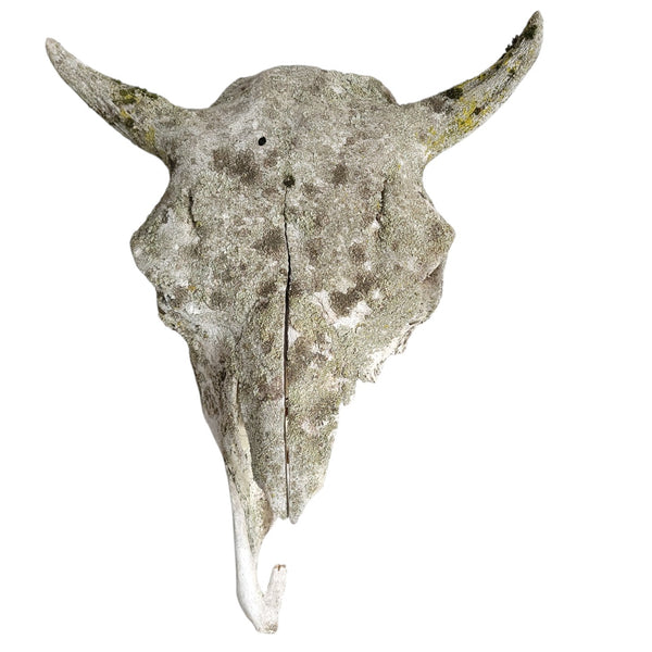 Antique Bovine Artifact Skull