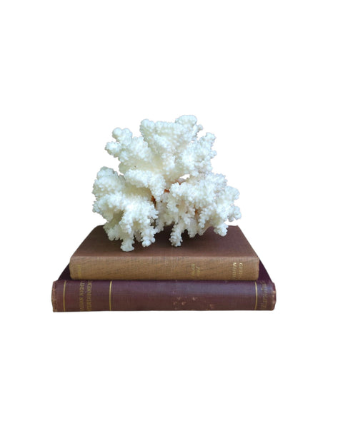 Beautiful Branch Coral
