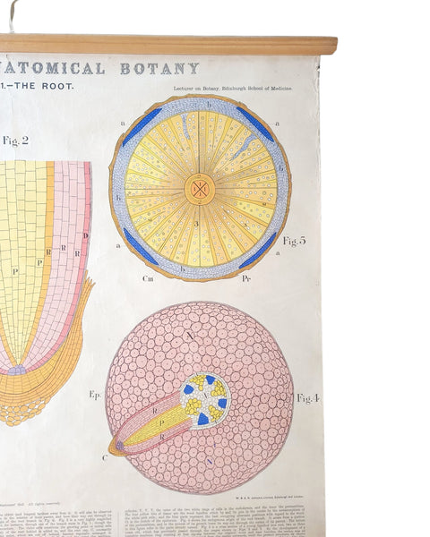 Antique Roll Up Botanical Chart