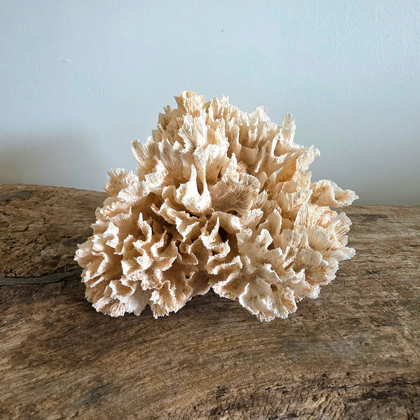 Pink Coral Speciman