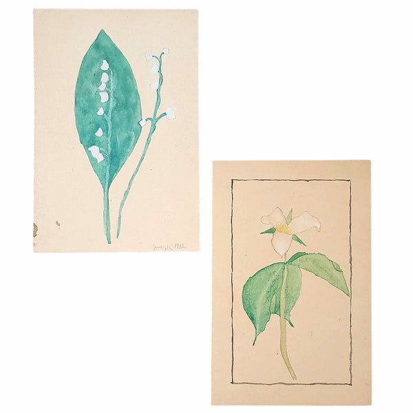 Botanical Watercolours Lily Of The Valley & A Trillium