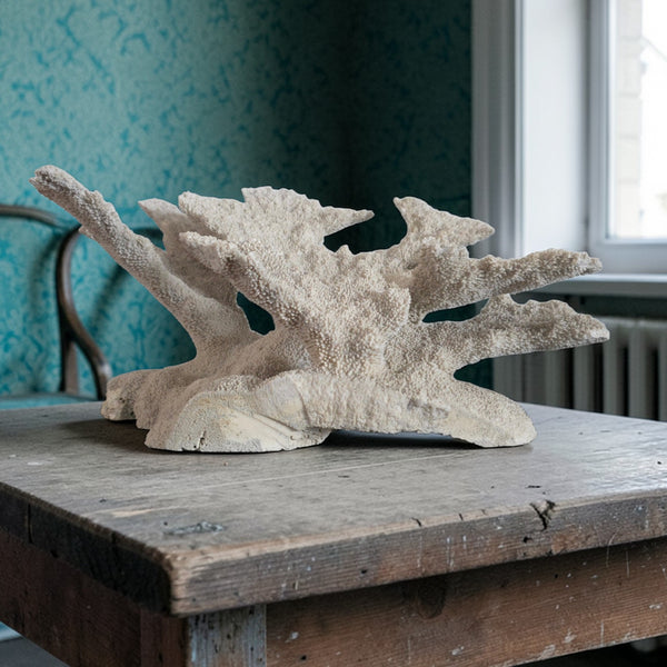 Exceptional Large Old Coral Speciman