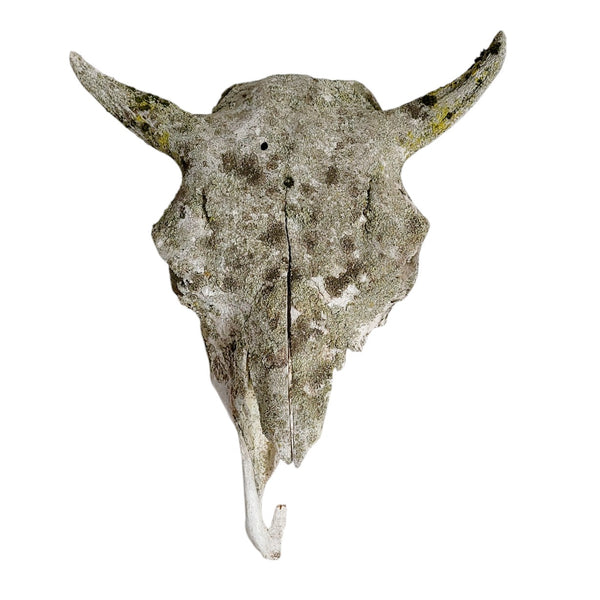 Antique Bovine Artifact Skull