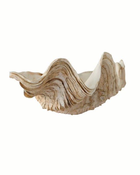 Beautiful Clam Shell