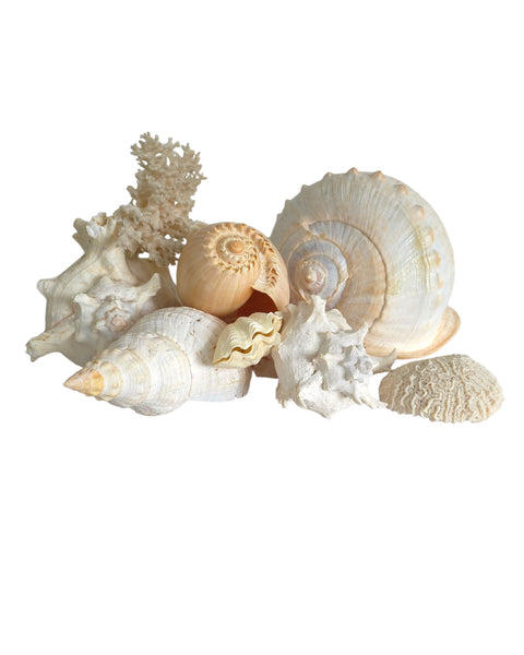 Collection Of Shells & Coral