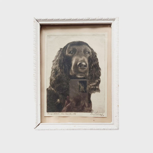Framed Brigadier Spaniel