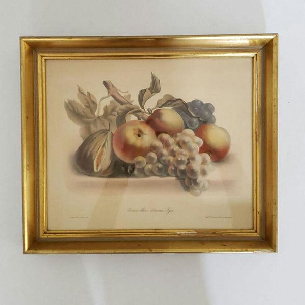 French Lithograph Still Life With Fruit